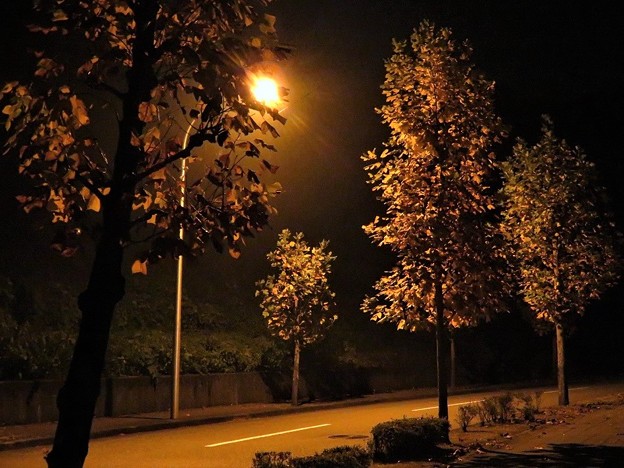 田舎の夜の街路樹_7625
