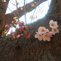 Photos: 桜ｓ