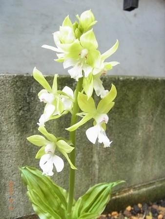 キエビネ開花 2015/04/06