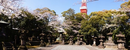 徳川将軍家宝塔とサクラと東京タワー