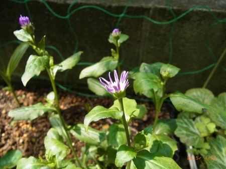 ミヤコワスレ開花
