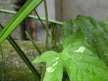 朝顔に蕾の気配!