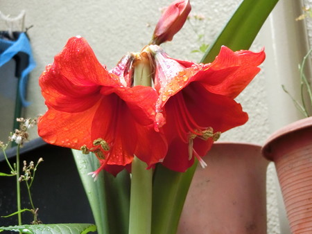 アマリリス開花!