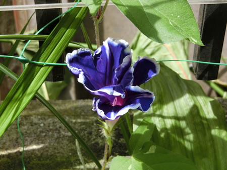 朝顔二番花
