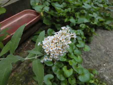 ミニブッドレア、続々開花
