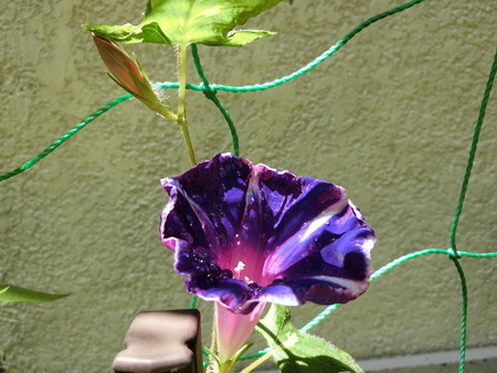 続々と開花するアサガオ
