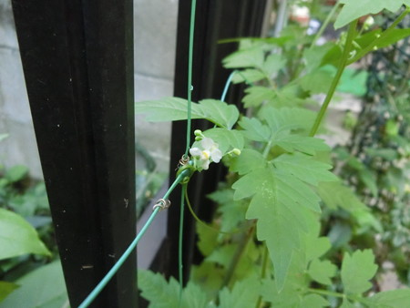 小さなフウセンカズラの花