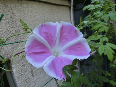 ピンクの曜白の朝顔