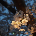 夜桜タ～イム!!