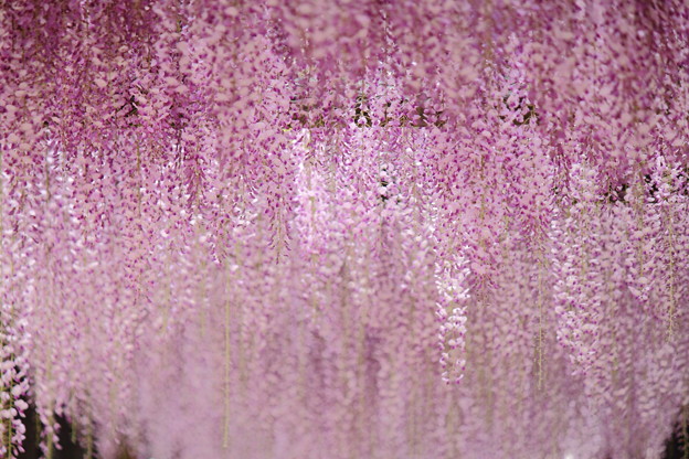 紫滝