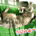 2006/4/4-【猫写真】春にゃ～