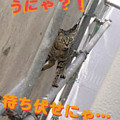 2006/4/14-【猫写真】パトロールしてるのににゃ！