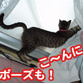 2006/4/25-【猫写真】新しいデジカメにゃ！-3