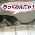 2006/4/3-【猫写真】ろっくおん！