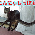 2006/4/25-【猫写真】新しいデジカメにゃ！-2