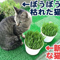 2006/4/8-【猫写真】猫草コレクションにゃ！