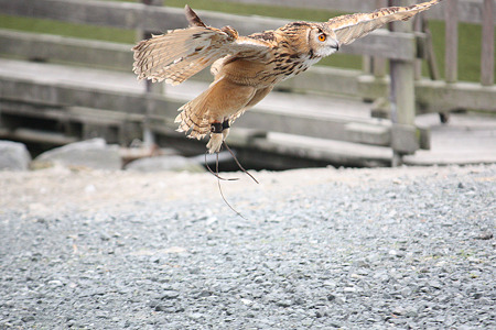 掛川花鳥園 H22.7.7 6