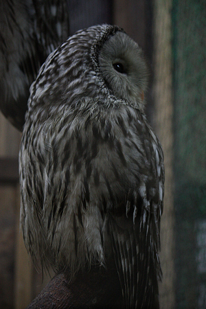 富士花鳥園 H22.7.16 10