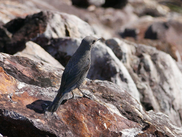 イソヒヨソリ♀(Blue rock thrush) P1080816_RS