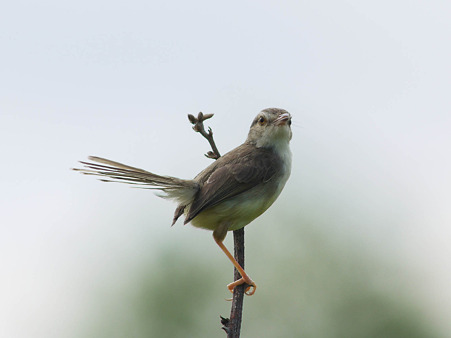 アジアマミハウチワドリ(Plain Prinia) P1180802_R