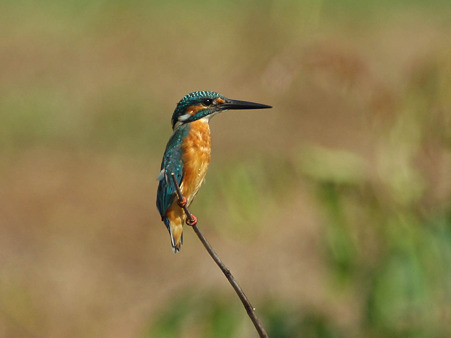 カワセミ(Common Kingfisher) IMG_4637_R(等倍切抜)
