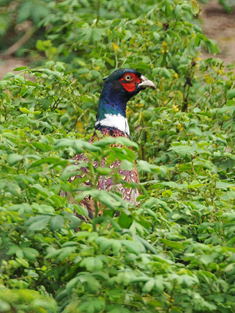 キジ?(Phesant?) DSC_1169_R