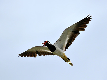 インドトサカゲリ(Red-wattled Lapwing) DSC_6784_R