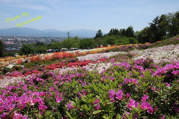 寒河江公園 つつじ園