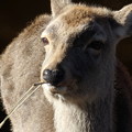 Photos: 鹿