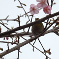 Photos: 河津桜とメジロ