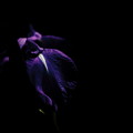 IMG_45750