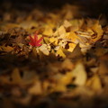 Photos: 7F1A0016