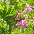 蝶の季節