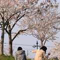 Photos: お花見