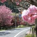 Photos: 播州トンネル前の桜(4)