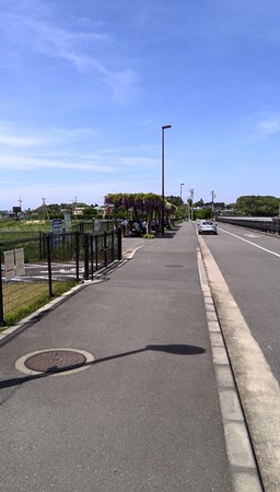境川遊水地の藤の花。しかし、混んでいる。