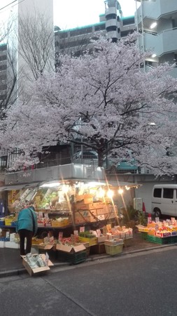 移動八百屋と桜