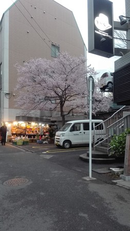 なつかしい桜