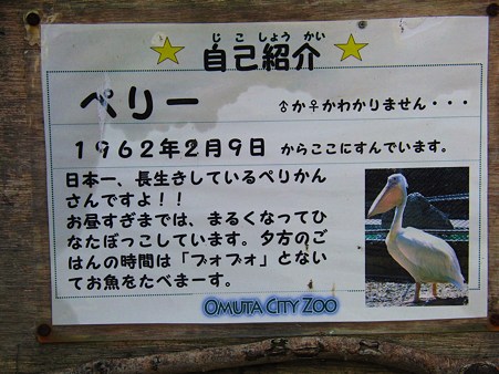<b>大牟田市動物園</b>のペリカン