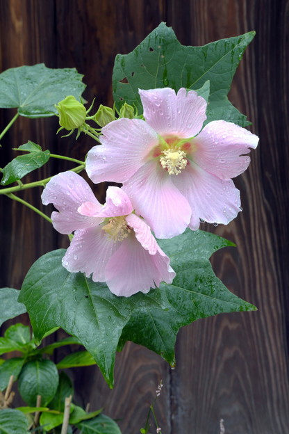 DSCF2577
