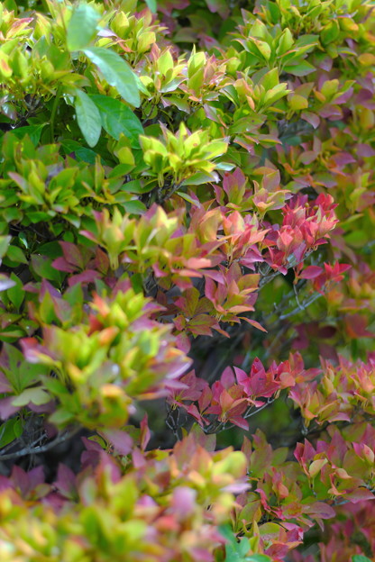 DSCF2840