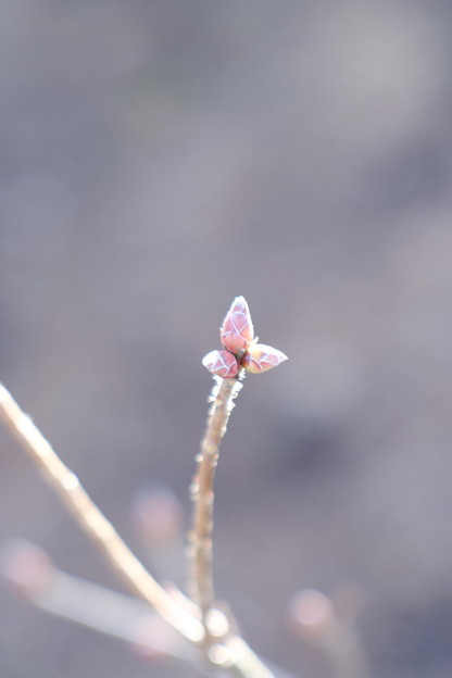 DSCF4387