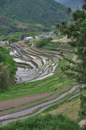 29湯舟の入り水を利用した棚田