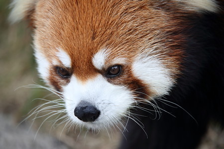 レッサーパンダ4