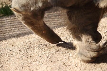 王子動物園2