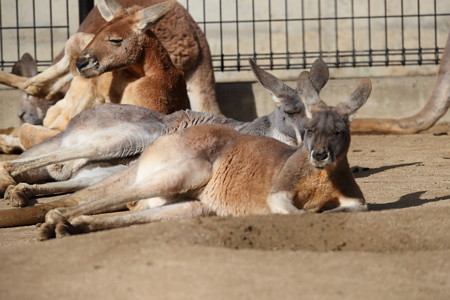 王子動物園6
