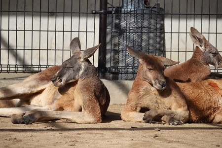 王子動物園7