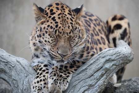 王子動物園11