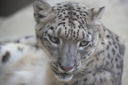 王子動物園12