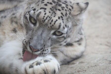 王子動物園13